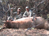 Elk Hunting With John Tolbert
